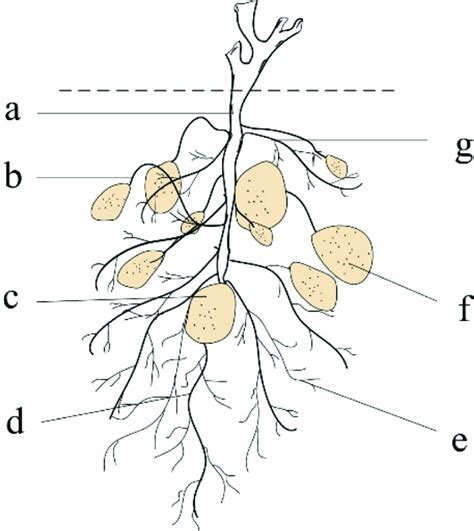 Potato Root Organization A Underground Stem B Creeping Stem C