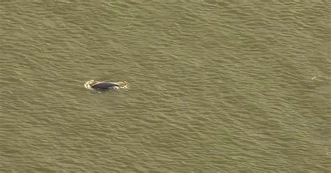 Benny The Beluga Whale Continues To Swim In The River Thames