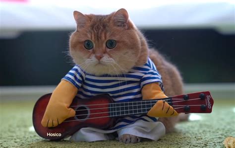 Cat Guitar Concert Boing Boing