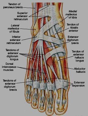 Muscles Anatomy Physiology Health Fitness Training Muscle Foot Human Muscle Anatomy
