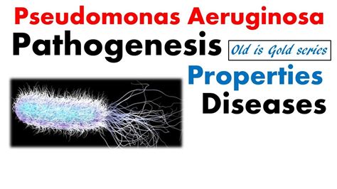 Pseudomonas Aeruginosa Microbiology Pathogenesis Infection And