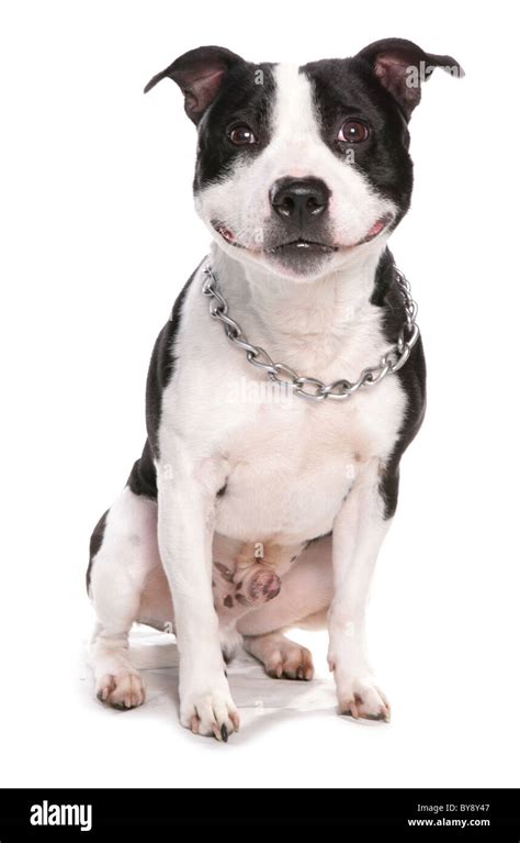 Staffordshire Bull Terrier Dog Single Adult Male Sitting Studio Stock