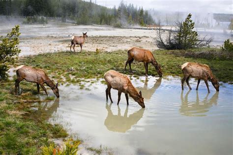Summer Wildlife Sightings In Yellowstone Wy