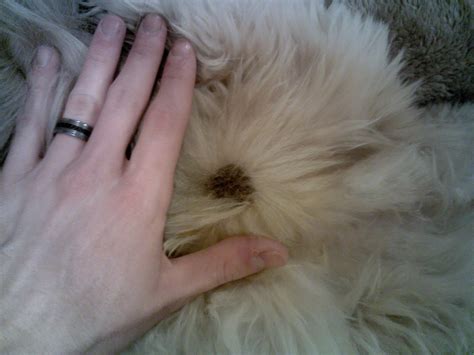 Can A Dogs Testicle Go Back Up at Ruth Roberts blog