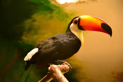 Gambar Alam Burung Hewan Margasatwa Kebun Binatang Paruh Fauna