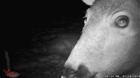 Scary Trail Cam Videos Too Scary To Watch Youtube