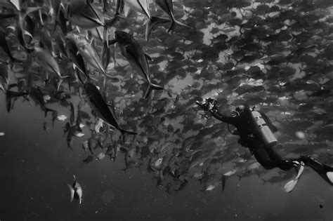 Premium Photo Scuba Diver And School Of Fish Fish Tornado