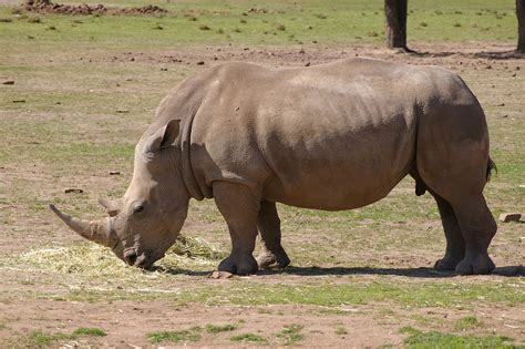 Rhino Rhinoceros Zoo · Free Photo On Pixabay