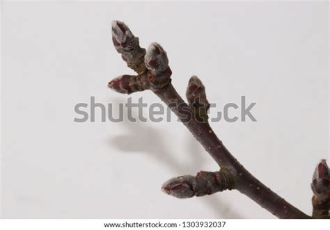 Branch Apple Tree Buds Isolated On Stock Photo Edit Now 1303932037