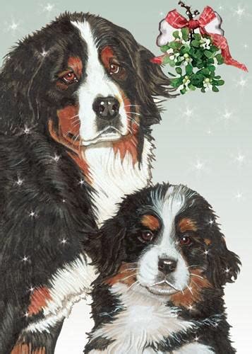 Bernese Mountain Dog Christmas Cards Christmas Dog Mountain Dogs