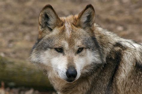 Recover The Mexican Gray Wolf