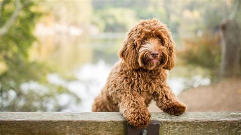 Labradoodle Puppy Wallpapers Wallpaper Cave