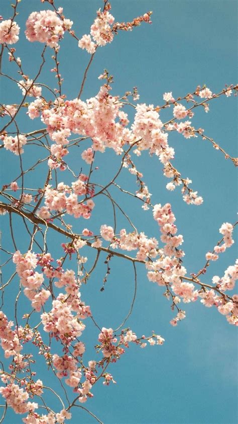 cherry blossom tree wallpaper 60 images