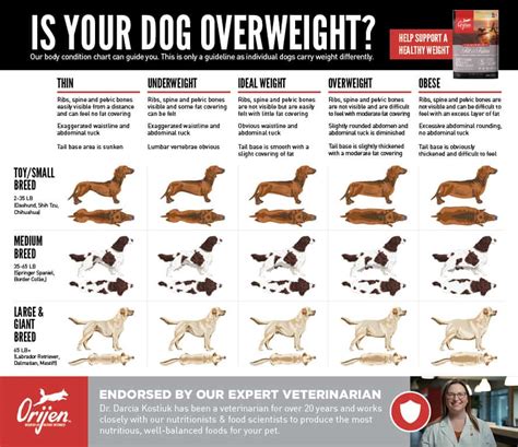 Learn How To Know If Your Pet Is Chubby All
