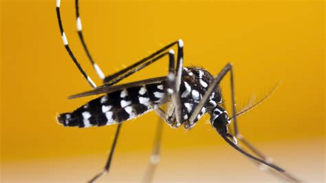 Beware Of The Tiger Mosquito Zika Chikungunya Dengue Time News
