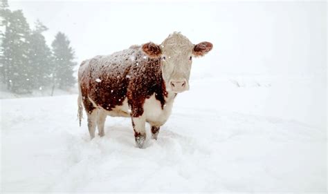 Do Cows Get Cold