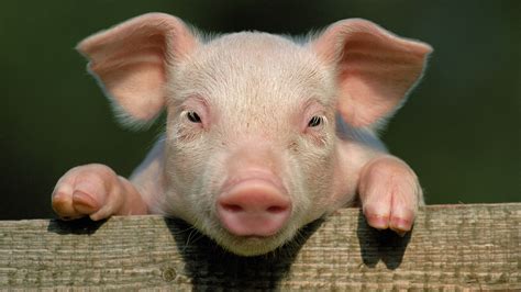 Cute Pig Wallpapers 63 Images