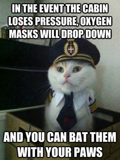 Submitted 22 hours ago by mimi97b. Captain Kitty Gives The Right Instructions | Aviation Humor