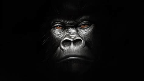 Free Download Gorilla Wallpaper Hd Gorilla By Jmont 900x600 For Your