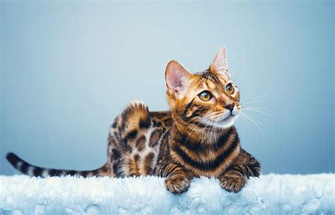 Browse our list of 57 cat breeds to find the perfect cat breed for you, and then find adoptable cats and cat shelters close to you. 15 Rare Cat Breeds From Around the World - WorldAtlas.com