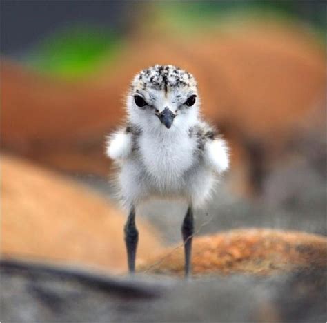 Baby Crane Plover Sand Piper Summat With Long Legs Cute Animals