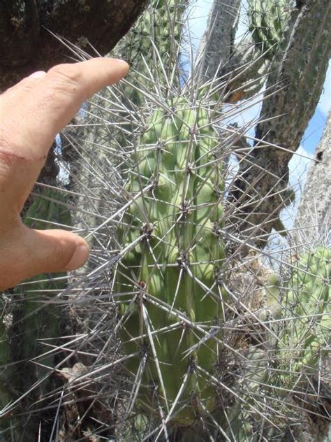 Cactus grande sin espinas : COMO SACAR LAS ESPINAS... - Cactus y Suculentas ...