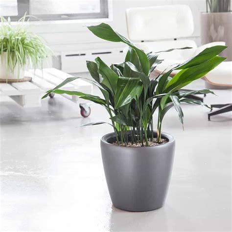 Plants that grow without sunlight: 40 Best Indoor Plants that Don't Need Sunlight - Joyful ...