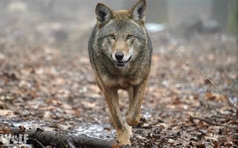 Rare Red Wolf Takes on Critical Role in Red Wolf Recovery | Wolf ...