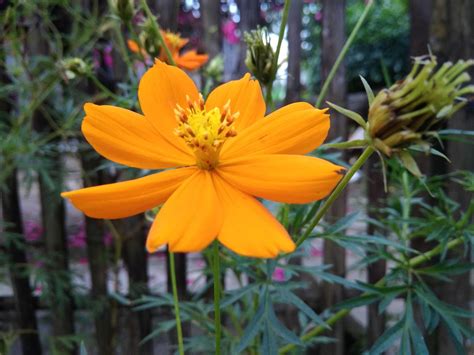 Bunga matahari (helianthus annuus) merupakan tumbuhan tahunan yang hidup dalam famili asteraceae, dengan kepala bunga yang besar (kapitulum). 25+ Foto Bunga Kuning Cantik - Gambar Bunga HD