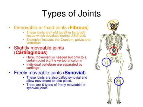 Ppt The Skeleton The Types Of Joints And Movement