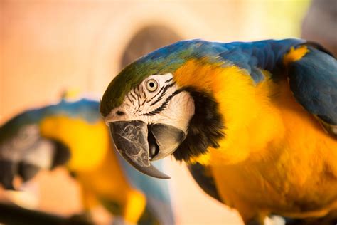 3840x2560 Animal Bird Close Up Cute Feathers Macaw Parrot Pet