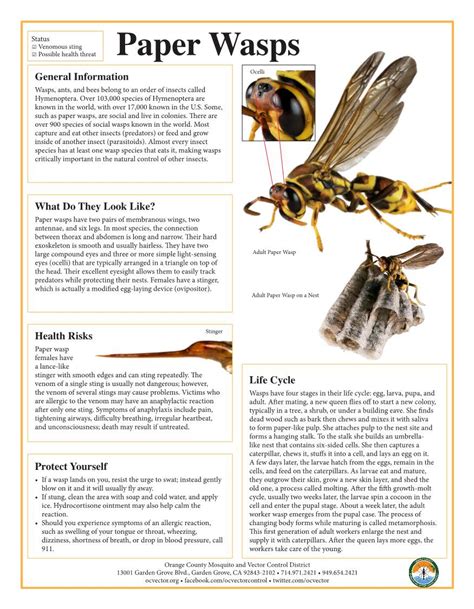 Paper Wasps Ocelli General Information Wasps Ants And Bees Belong To