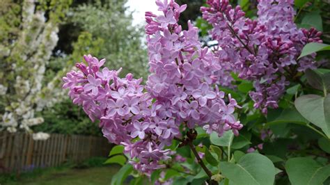 Lilacs Double Bloom Free Stock Photo Public Domain Pictures