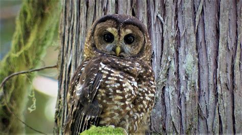 Last Call Tracking The Sound Of The Spotted Owls Extinction Opb
