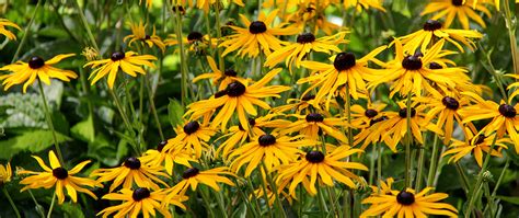 Landscapers and gardeners can choose from our selection of quality, state certified garden plants. The Best Perennial Flowers for Zone 4 | Plant Perfect