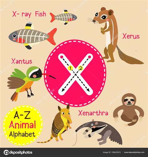 Animal Em Inglês Com A Letra X