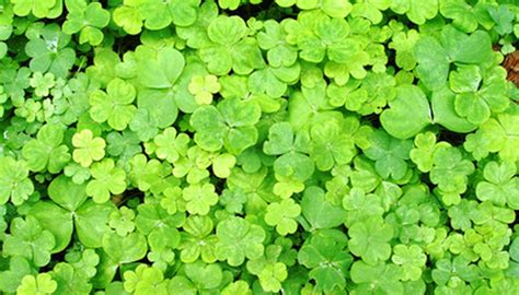 Kill weeds, then plant clover. How to Sow Clover Seeds | Garden Guides