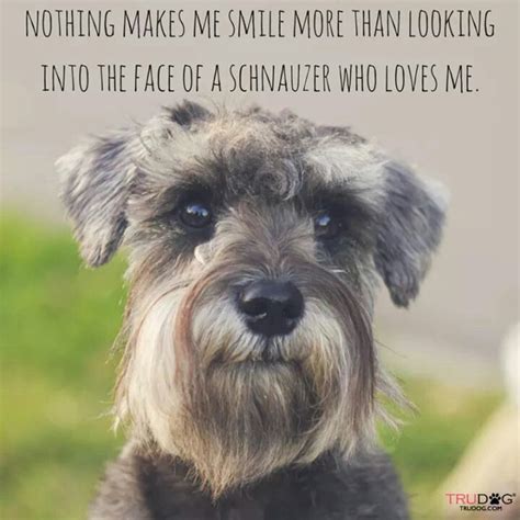 5 (1 vote) 1 comment. We have had Schnauzers for 30 years and we just lost our ...