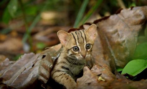 Conoce El Mundos Smallest Wild Cat The Rusty Spotted Cat Galería