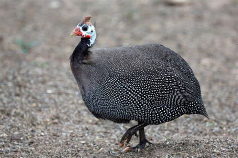 Guinea Fowl Everything You Need To Know About These Unique Birds