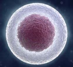Because of the advantages it most animal models that lack these proteins are unavailable for studies, and these animals usually die at. image processing - Matlab - Segment cell nucleus from ...
