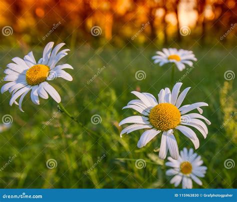 Flowers Camomile Meadow On The Missed Green Background Stock Photo