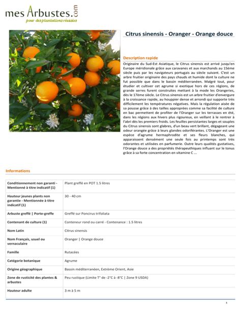 Citrus Sinensis Oranger Orange Douce