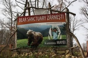 Rezervatia de ursi zarnesti ticket price, hours, address and reviews. Rezervatia de ursi Zarnesti