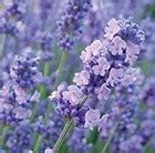 Buy Lavender Lavandula Angustifolia Melissa Lilac Dow Pbr