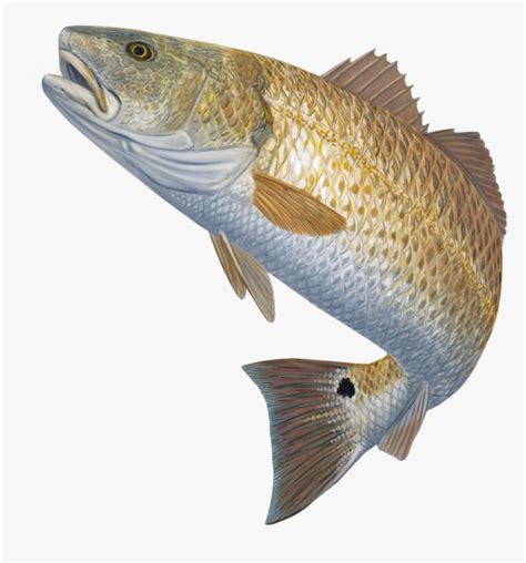 Snook Drawing Sea Trout Fish Jumping Out Of Water Png Transparent