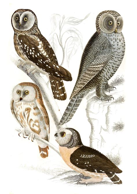 Owls Illustrations By Georges Cuvier 1839 Free Vintage Illustrations