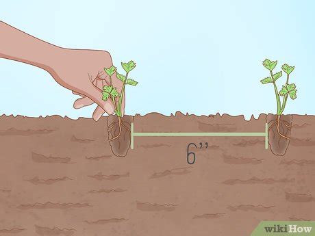 3 Ways to Grow a Garden - wikiHow