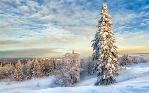 Winter Landscape With Snow Covered Trees Wallpaper Hd Nature 4k