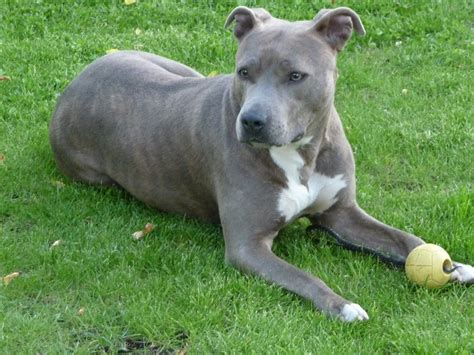 Such Good Dogs Breed Of The Month American Staffordshire